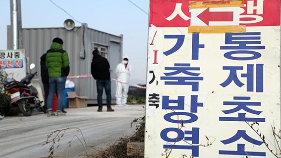 한 오리 농가에서 조류인플루엔자(AI) H5형 항원이 검출됨에 따라 방역당국이 주변 차량을 통제하고 있다. ⓒ연합뉴스<br />