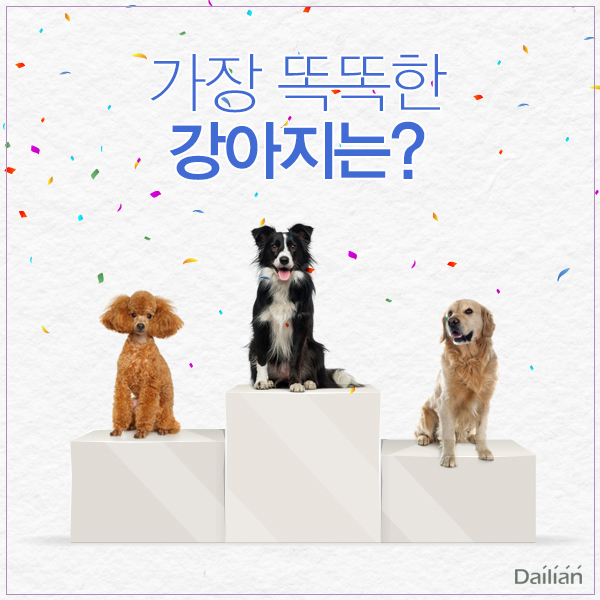 ⓒ데일리안 = 이보라 디자이너