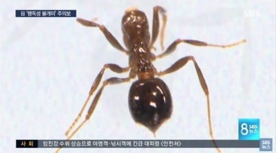 ⓒ(사진=SBS 방송 캡처)